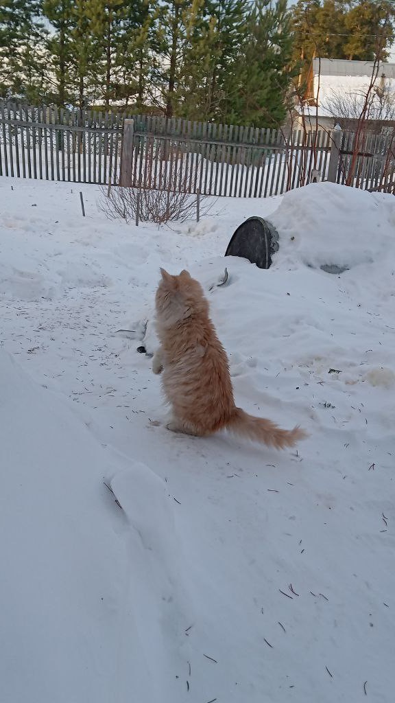 Настоящий сибиряк