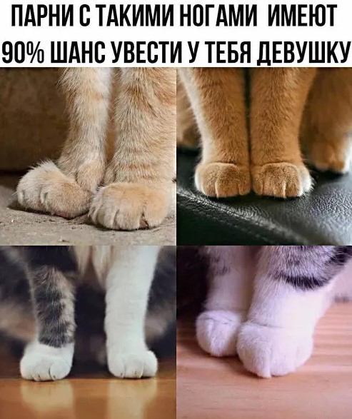 К котовторнику: подборка картинок-баянов с котиками и про котиков. Выпуск 35.
