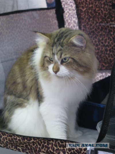 Котовторник  30.07.2013