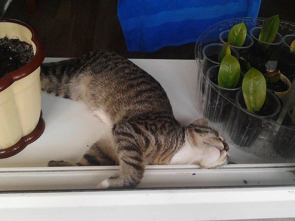 Котовторник 27.5.2014