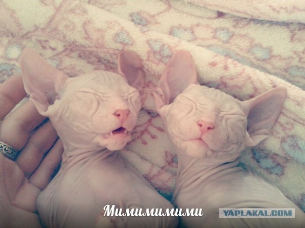 Котовторник 19.08.2014