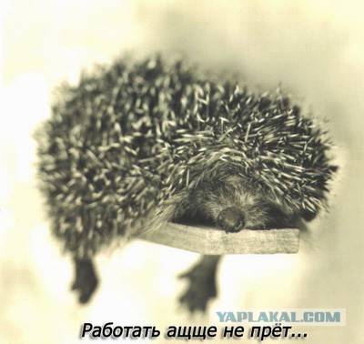 Не знаю, как назвать. Из соцсетей