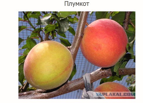 Гибридные фрукты - интересная подборка