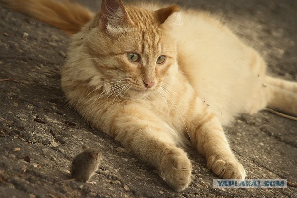 Котовторник