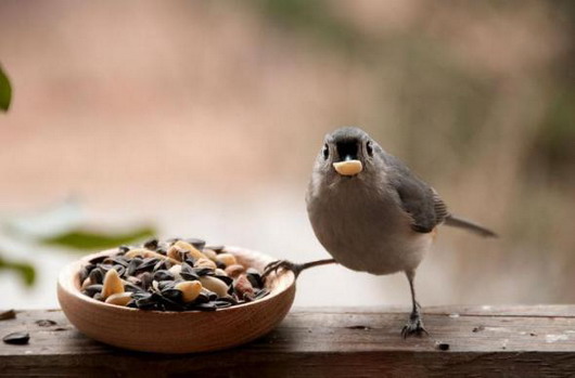 Наглые пернатые морды
