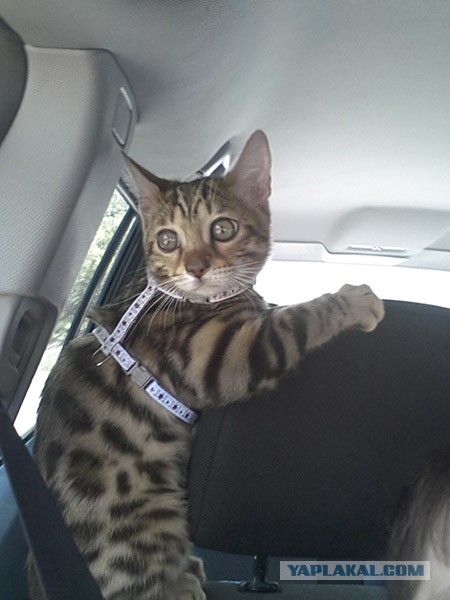 Котовторник