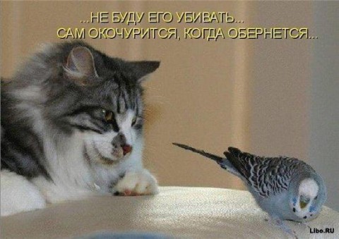 Подборка прикольных картинок из сети