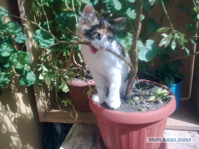 Котовторник 15-09-2015 !