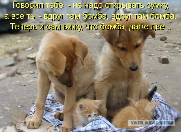 Собаки против котов