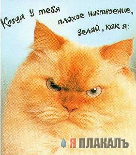 Коты, кошки, котята