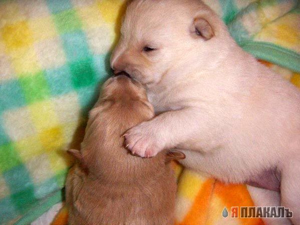 СОБАКИ и ЩЕНКИ. Все про собак!