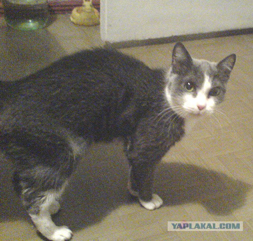 Котовторник