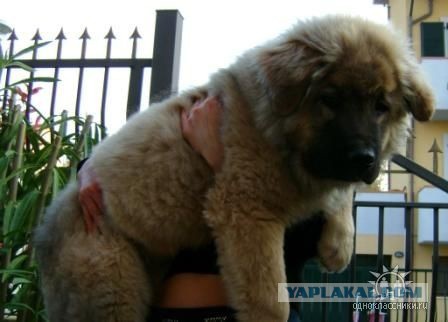 Щенки, которые выглядят как медвежата.