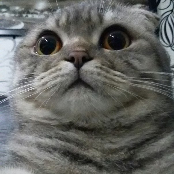 Подборка забавных картинок