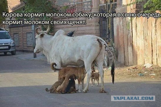 Подборка картинок из сети