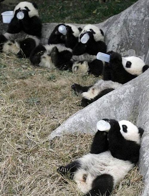 Все смешалось: люди, панды..