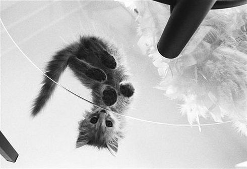 Коты, кошки, котята