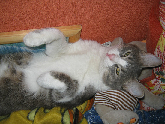 Котовторник  01.03.2016
