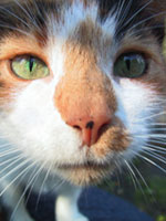 Коты, кошки, котята
