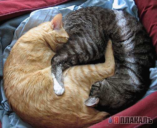 кошачьи разборки