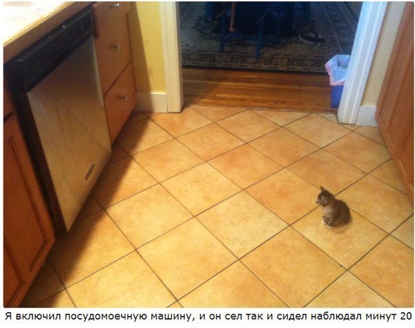 Прикольные животные