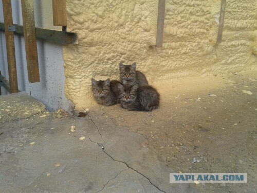 Котовторник 27.09.16