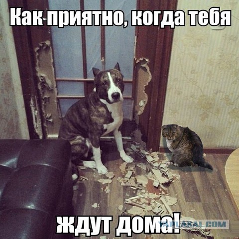 32 картинки с надписями.