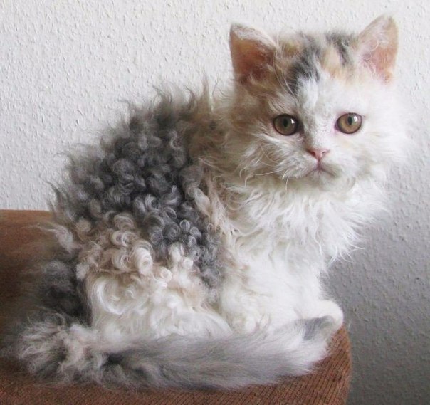 Коты из сети
