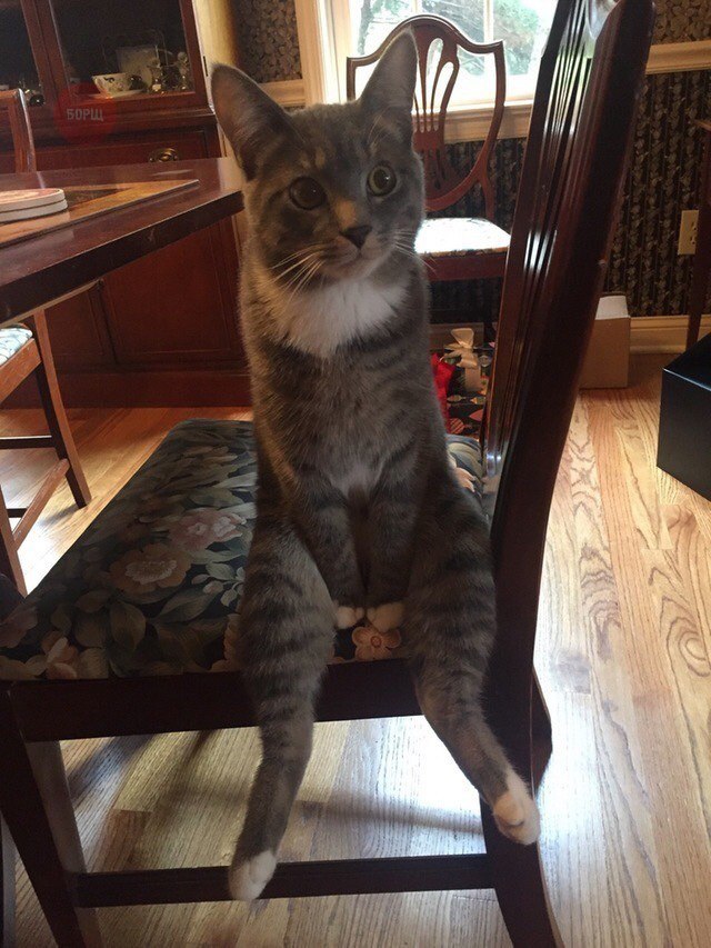 Коты из сети