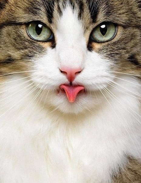 Коты из сети