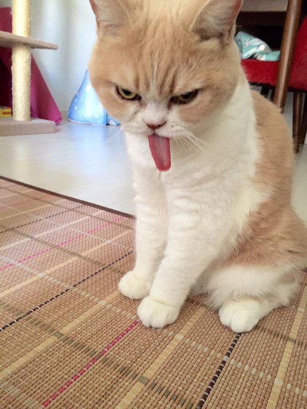 Коты из сети