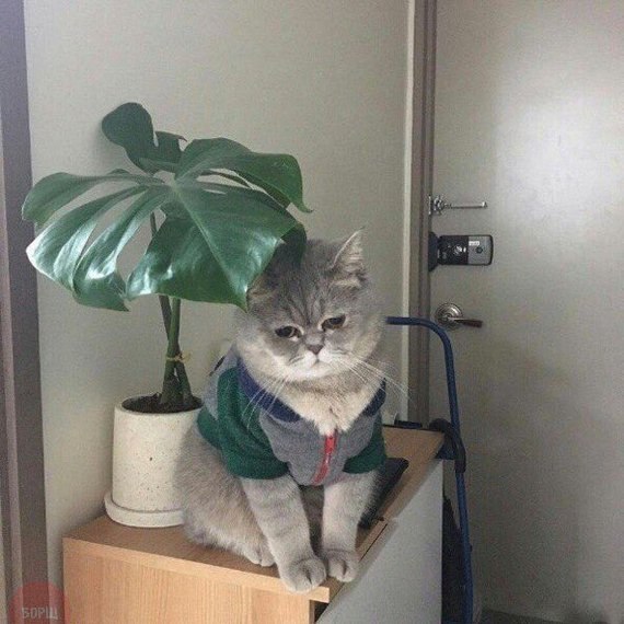 Коты и Кошки