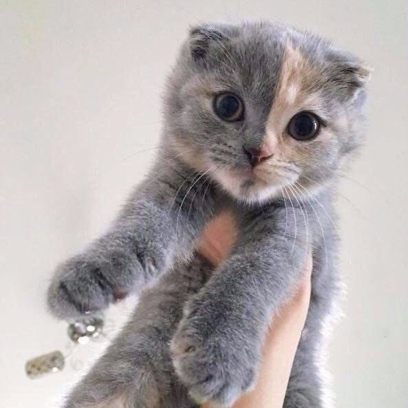 Коты и Кошки