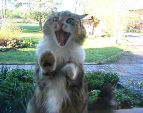 Коты и Кошки