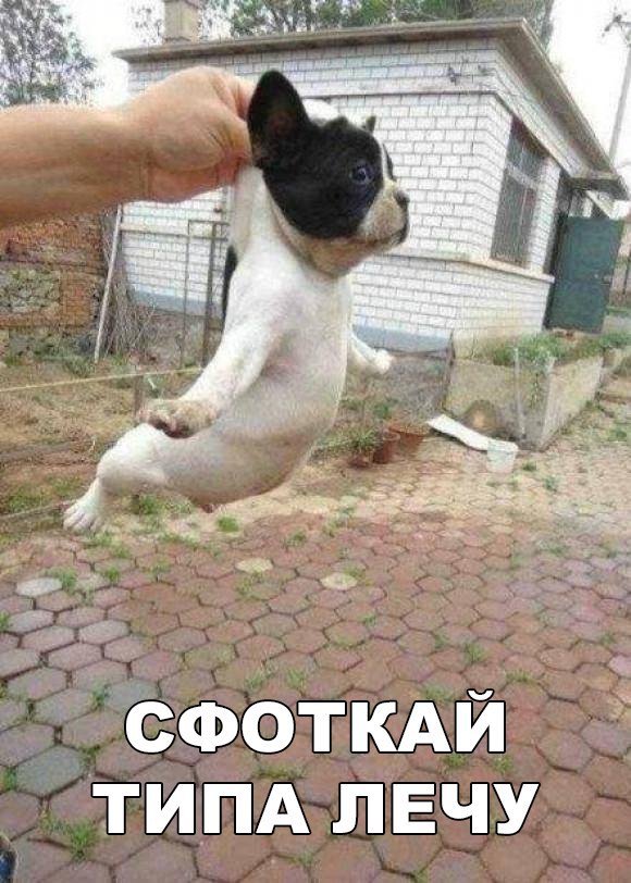 Живность из сети