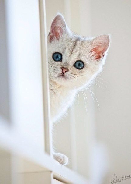 Немного милоты