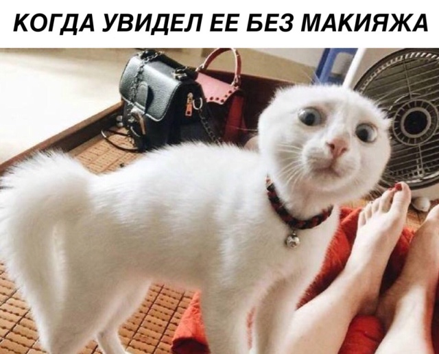 Подборка интересных и веселых картинок 22.08.18