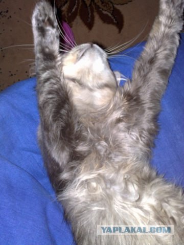 Котовторник