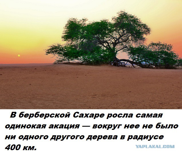 Подборка бесполезных фактов