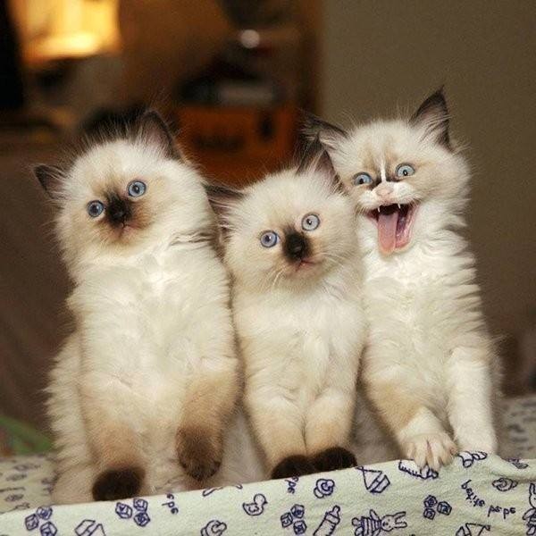 Прикольных котов пост