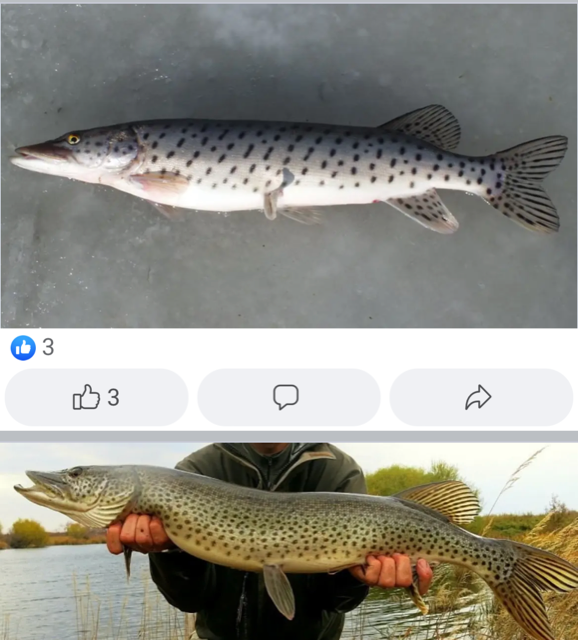 На рыбалку за щукой