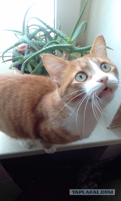 Повезло котейке