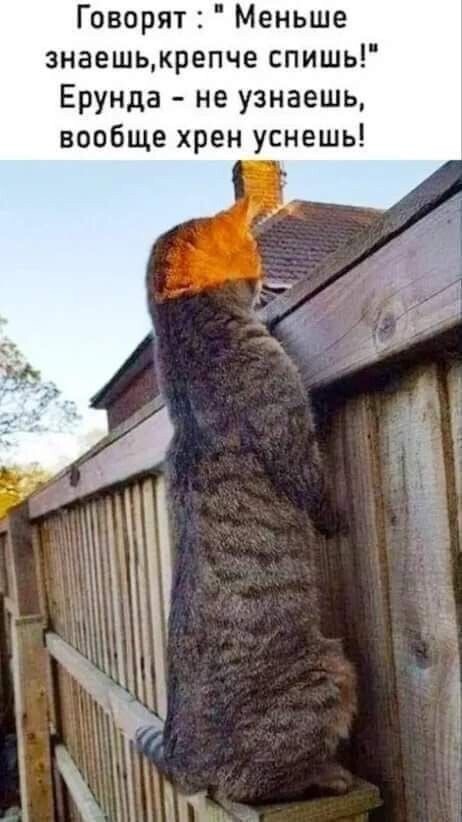 Котовторник в картинках