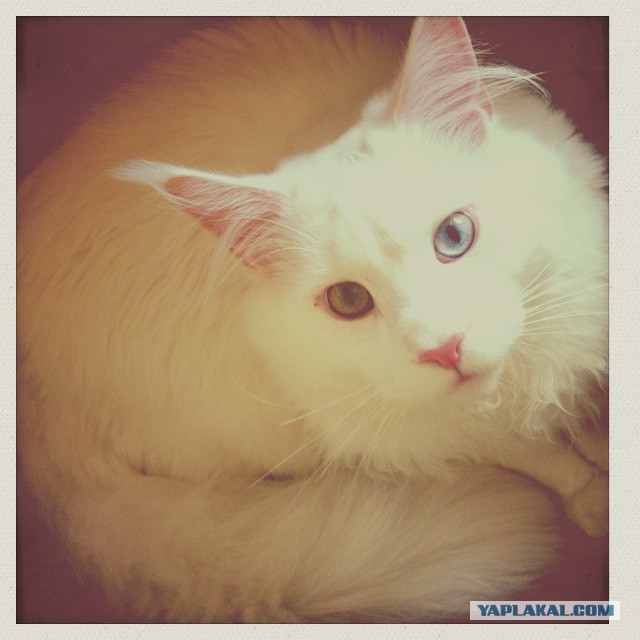 Немного о  Мейн Куне.