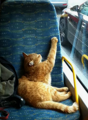 Город котов.
