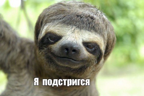 Когда хозяин идиот