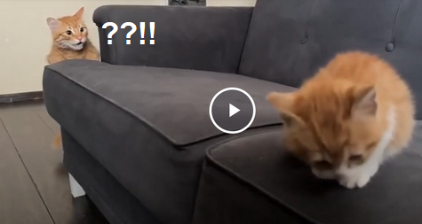 Добрый мужик приютил двух котят⁠. Ну как приютил, у него выбора не было просто