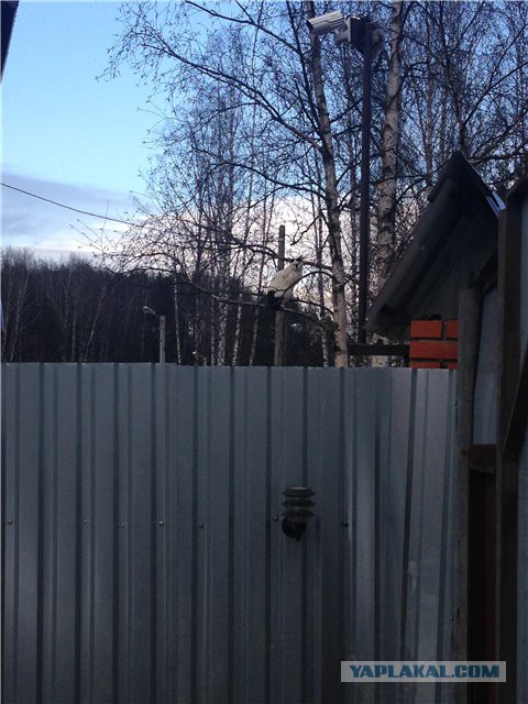 Котовторник 25.02.2014
