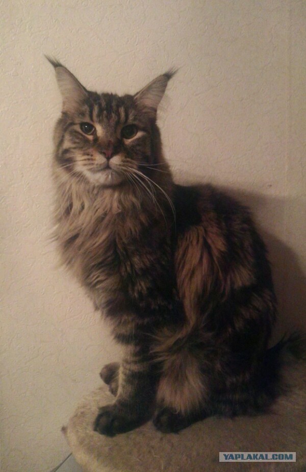 Котовторник 25.02.2014