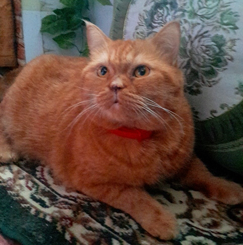Котовторник 23.12.2014